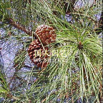 馬尾松