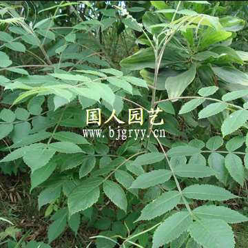 鹽膚木