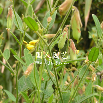 豬屎豆