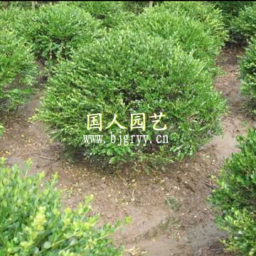 小葉女貞